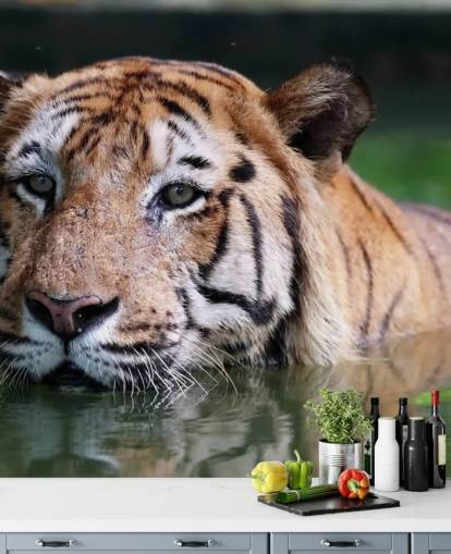 Svømning Tiger Tæt Op Bag Svømning Tiger Tæt Op Bag
