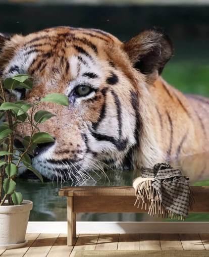 Swimming Tiger Close Up Wallpaper