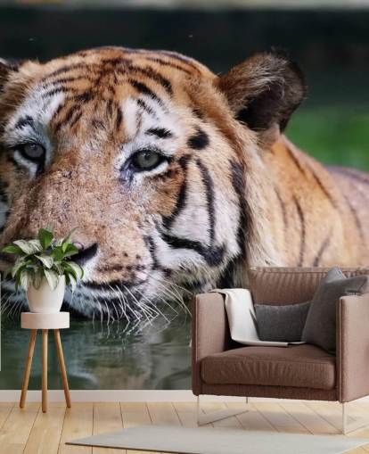 Uinti Tiger Lähikuva Taustakuva