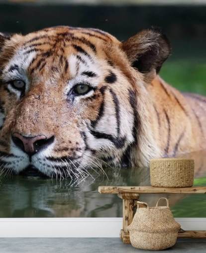 Simning Tiger närbild Bakgrund