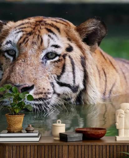 Swimming Tiger Close Up Wallpaper