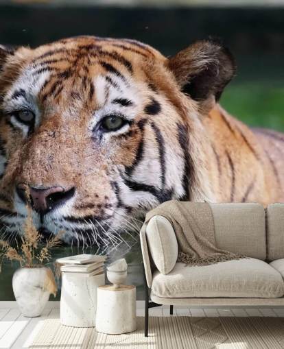 Swimming Tiger Close Up Wallpaper