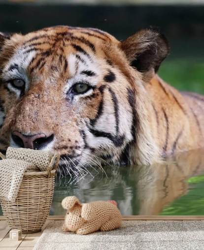 Schwimmen Tiger Nahaufnahme Tapete