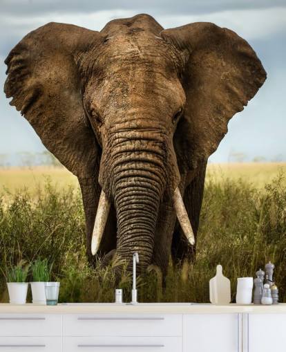 Elephant Head On Wall Mural