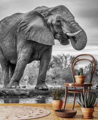 Elefante blanco y negro