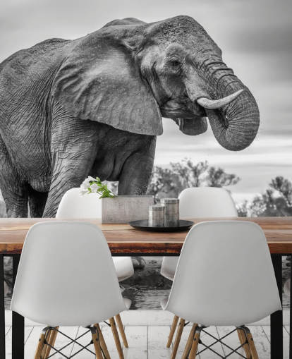 Elefante bianco e nero