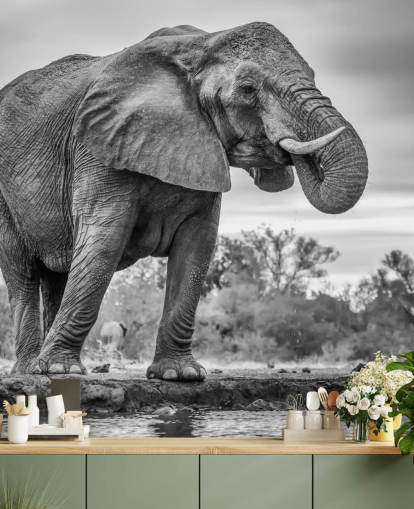 Black and White Elephant