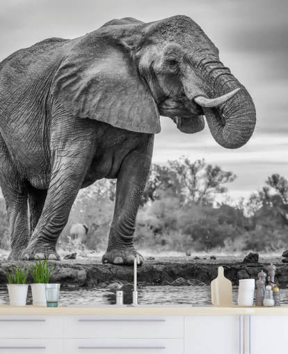 Sort og hvid elefant