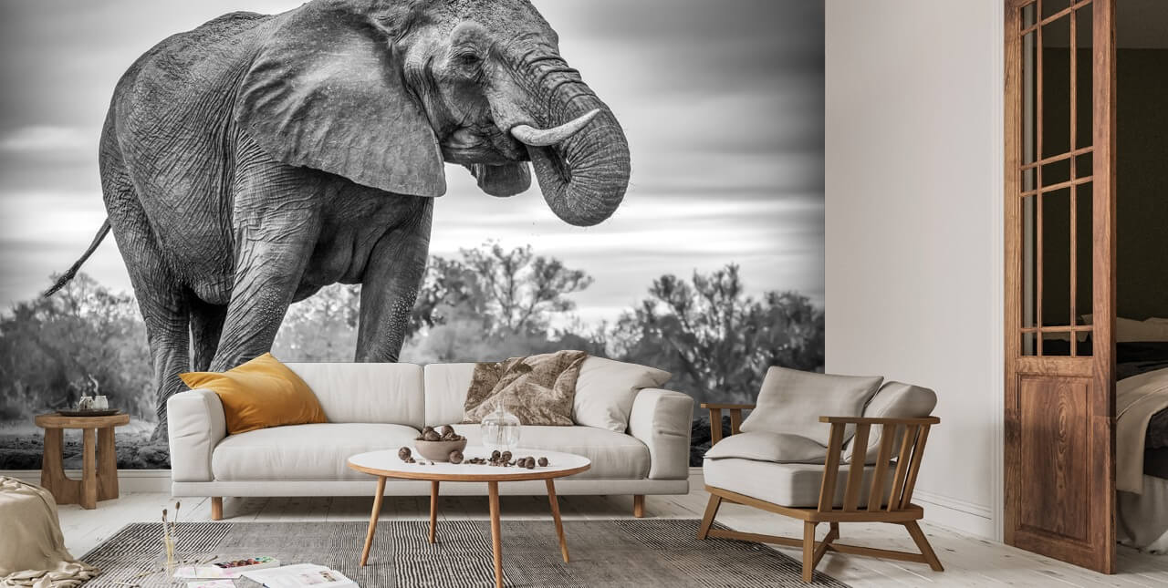 Elephant Black and White Wall Mural Wallsauce US