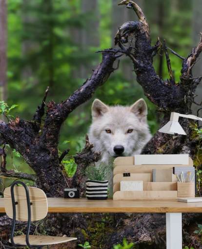 Wolf Hiding in Wood Wallpaper Wolf Hiding in Wood Wallpaper