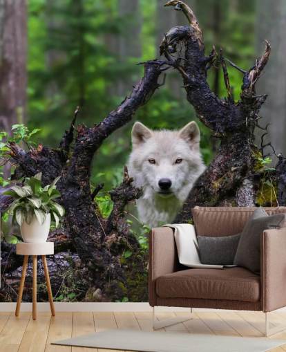 Wolf piilossa puu taustakuva Wolf piilossa puu taustakuva