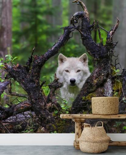 Papier peint loup caché dans le bois Papier peint loup caché dans le bois
