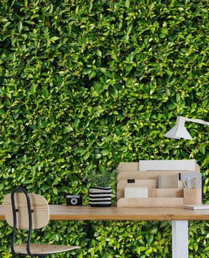 Banyan Leaves Wall Living Walls Wallpaper