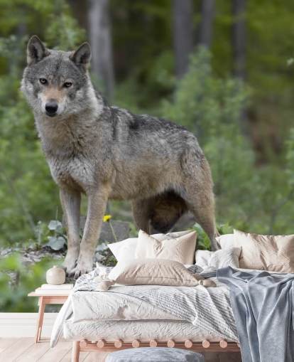 Grey Wolf Stood in a Wood Mural