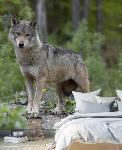 Grey Wolf Stood in a Wood Mural