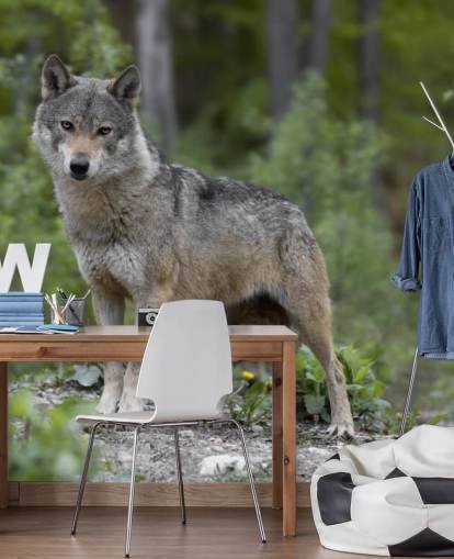 Grey Wolf Stood in a Wood Mural Grey Wolf Stood in a Wood Mural