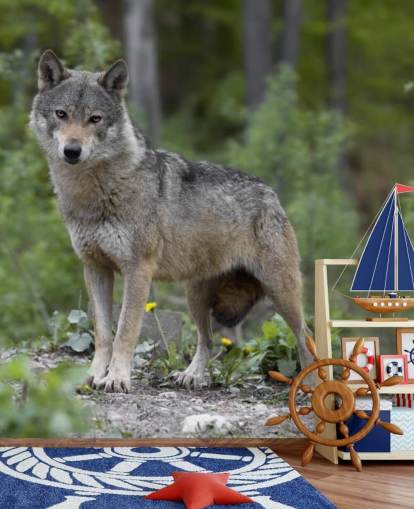 Peinture murale Loup gris debout dans un bois Peinture murale Loup gris debout dans un bois