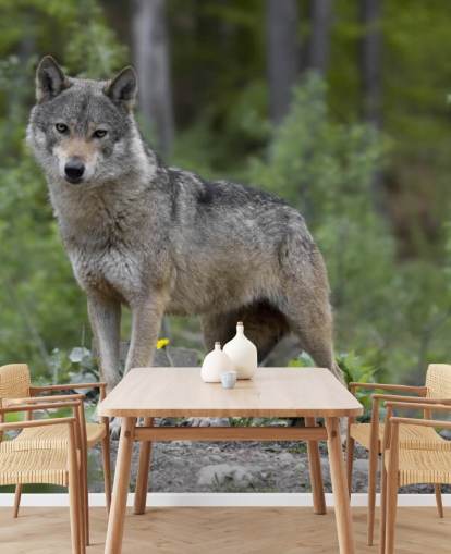 Grey Wolf Stood in a Wood Mural Grey Wolf Stood in a Wood Mural