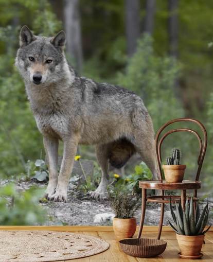 Grey Wolf Stood in a Wood Mural Grey Wolf Stood in a Wood Mural