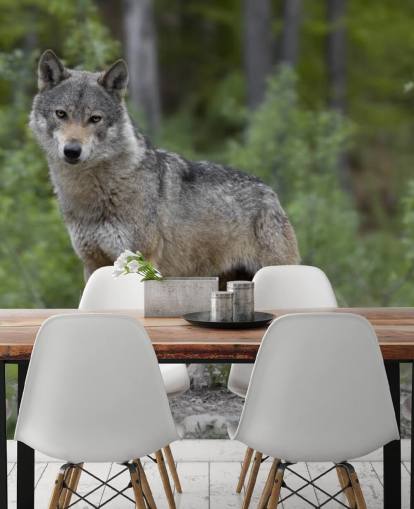 Grey Wolf Stood in a Wood Mural