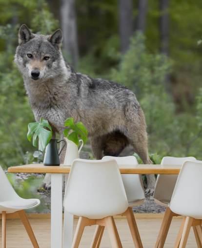 Grey Wolf Stood in a Wood Mural