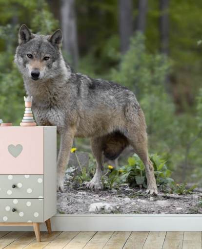 Mural de lobo gris sobre madera