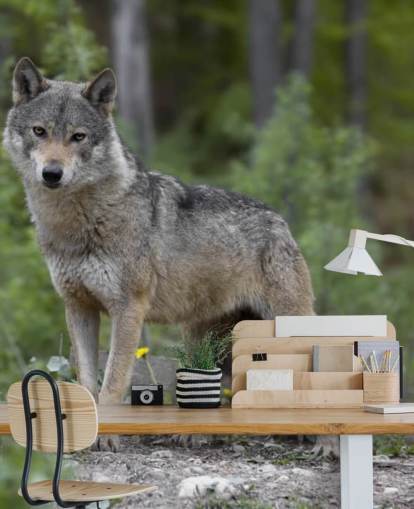 Mural de lobo gris sobre madera