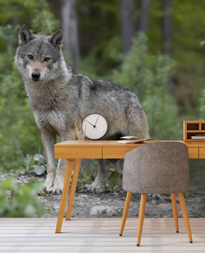 Grey Wolf Stood in a Wood Mural
