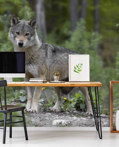 Grey Wolf Stood in a Wood Mural