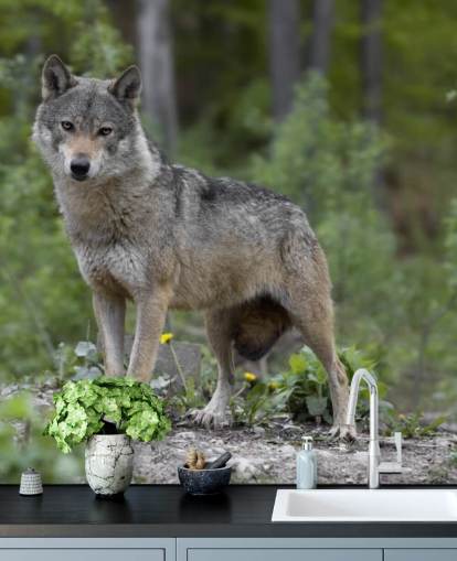 Grauer Wolf stand in einem Holz-Wandbild
