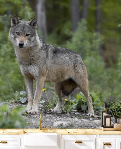 Mural de lobo gris sobre madera