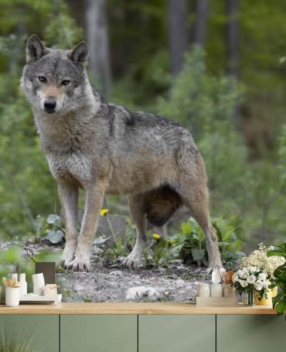 Grey Wolf Stood in a Wood Mural