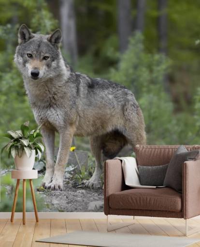 Grijze wolf stond in een houten muurschildering Grijze wolf stond in een houten muurschildering