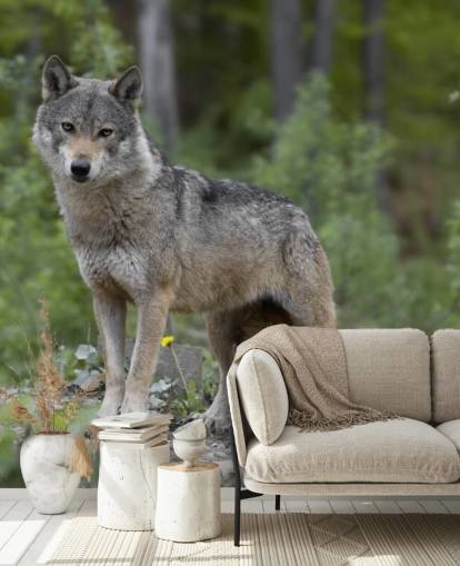 Grey Wolf Stood in a Wood Mural