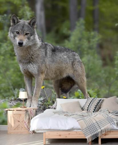 Grey Wolf Stood in a Wood Mural