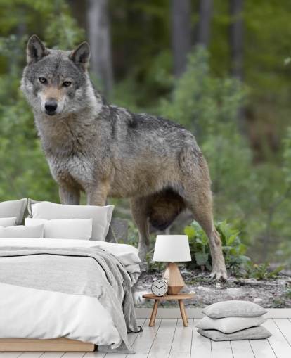 Grey Wolf Stood in a Wood Mural