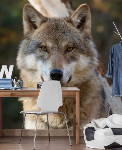 Close Up of Grey Wolf Portrait Wall Mural