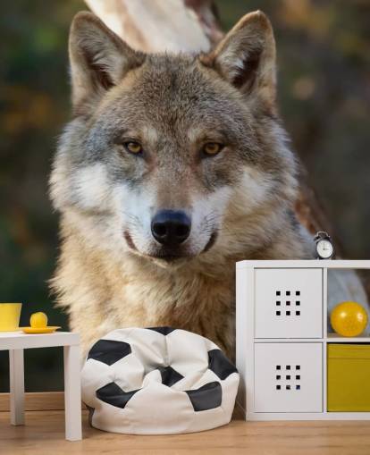 Close Up of Grey Wolf Portrait Wall Mural Close Up of Grey Wolf Portrait Wall Mural