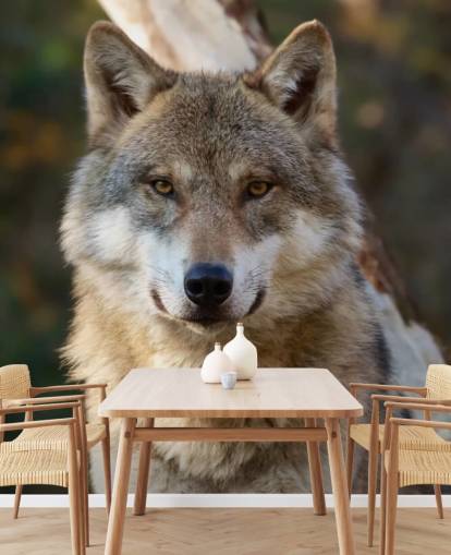close-up van grijze wolf portret muurschildering