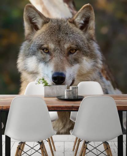 Close Up of Grey Wolf Portrait Wall Mural Close Up of Grey Wolf Portrait Wall Mural