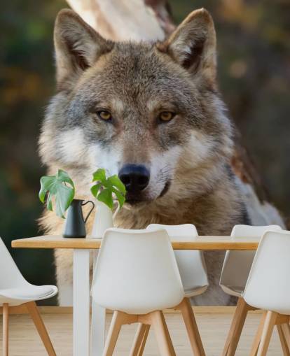 Close Up of Grey Wolf Portrait Wall Mural