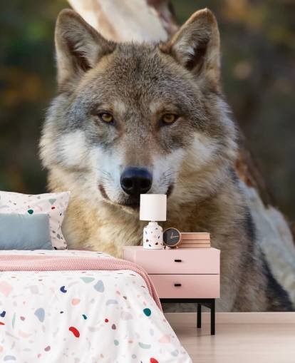 Nahaufnahme eines grauen Wolfs Portrait Wandgemälde