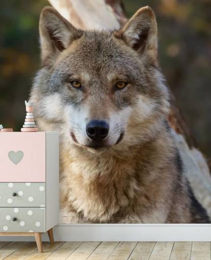 Close Up of Grey Wolf Portrait Wall Mural