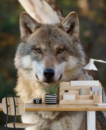 Close Up of Grey Wolf Portrait Wall Mural