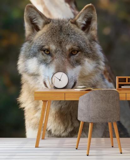 Close Up of Grey Wolf Portrait Wall Mural