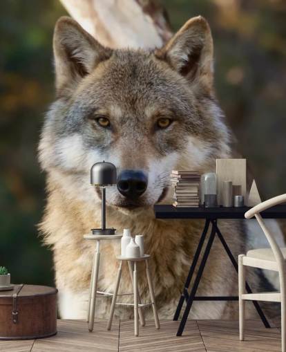 Close Up of Grey Wolf Portrait Wall Mural Close Up of Grey Wolf Portrait Wall Mural