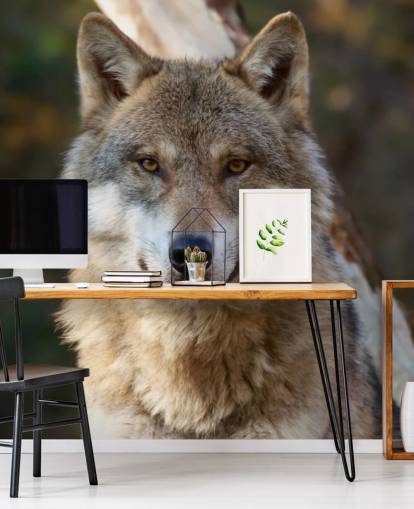 Close Up of Grey Wolf Portrait Wall Mural
