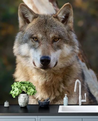 Close Up of Grey Wolf Portrait Wall Mural