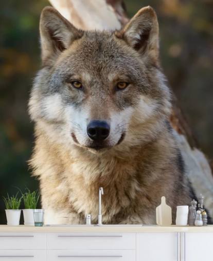 close-up van grijze wolf portret muurschildering