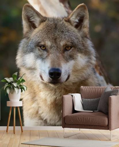 Close Up of Grey Wolf Portrait Wall Mural